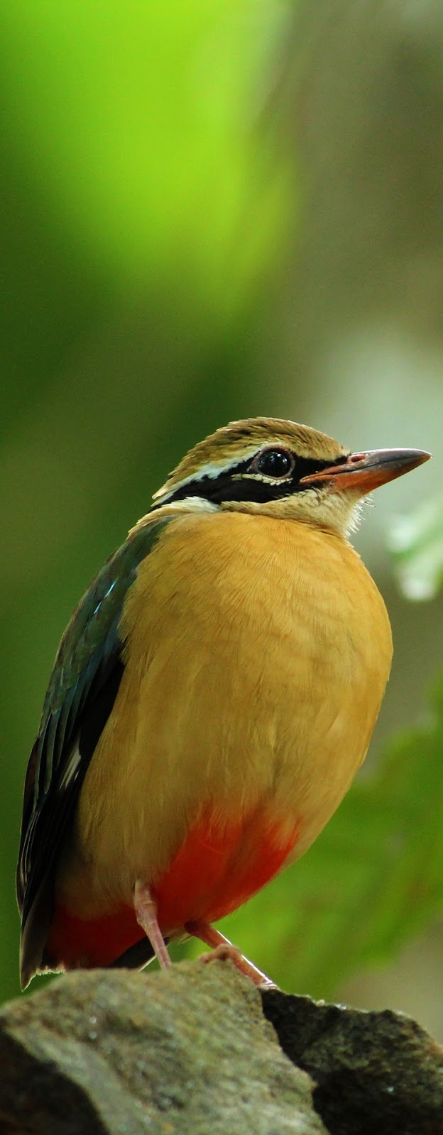 Picture of an Indian pitta.