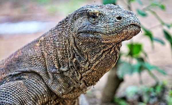 Pictures of Komodo Dragons