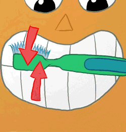 La Forma Correcta Del Cepillado De Tus Dientes La Forma Correcta