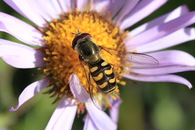 Hoverfly on Erigeron