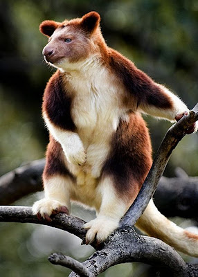 Tree Kangaroo Seen On www.coolpicturegallery.net