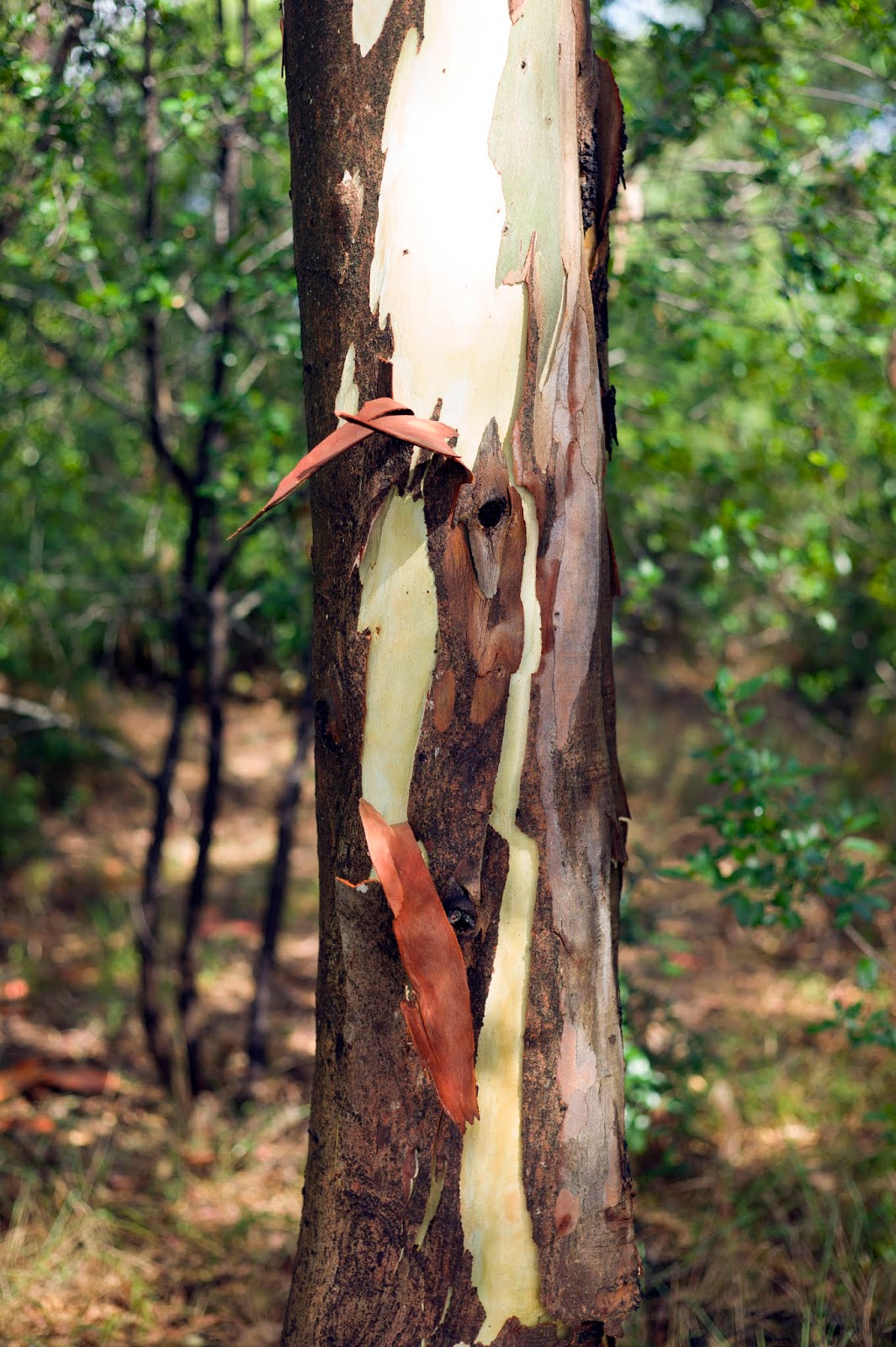 Eric Judlin Italy 2014 Eucalyptus Tree - 