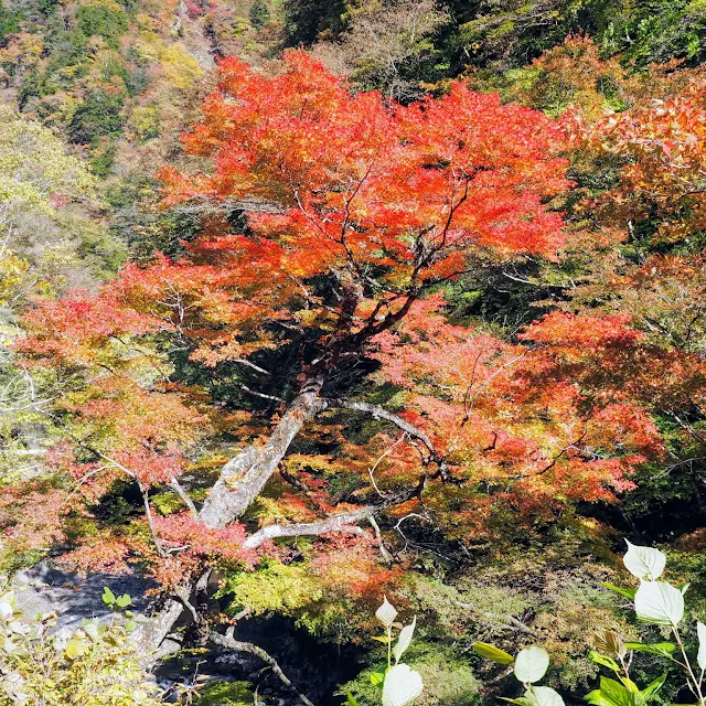 中津峡　紅葉　持桶　女郎もみじ