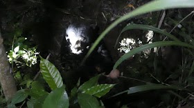 2 Beruang Madu Lepas dari Kandang Wildlife Rescue Centre Yogya