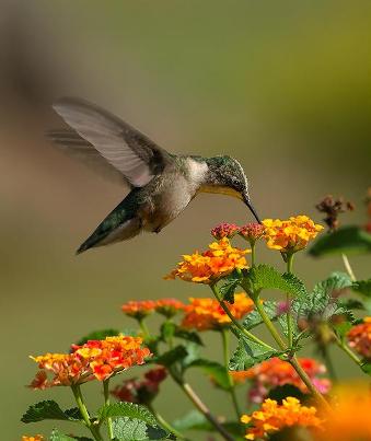 Hummingbirds Photos