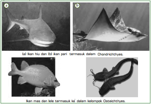 Klasifikasi Jenis Vertebrata dan  Contoh  Hewan  Vertebrata