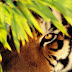 HD Tiger Hiding