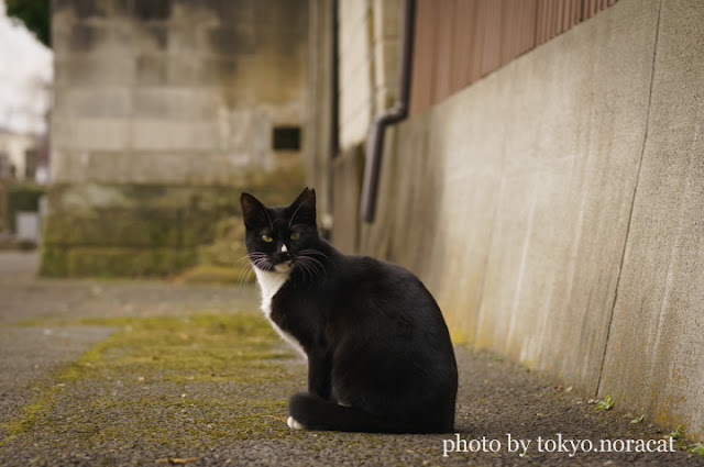 野良猫写真