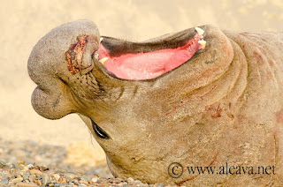 elephant seals in Peninsula Valdes