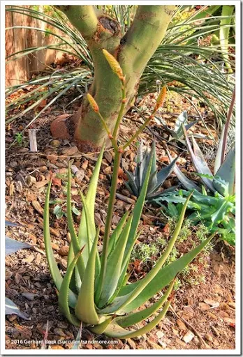s that fourth dimension of yr when the days are curt as well as the oestrus of summertime nil but a hazy memo Aloes inwards our forepart yard getting cook to bloom
