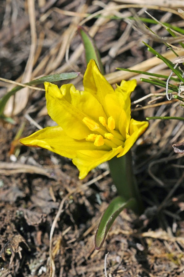 Gambar Tulip heterophylla