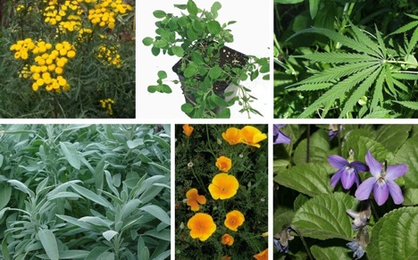 common herbs, flowers,