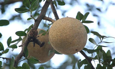 Manfaat Buah Kawista 