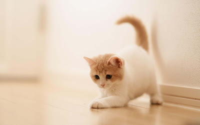cute-cat-wallpaper-white-cat-kittens
