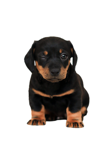 Cute Dogs and Puppies PNG Clipart Transparent Background