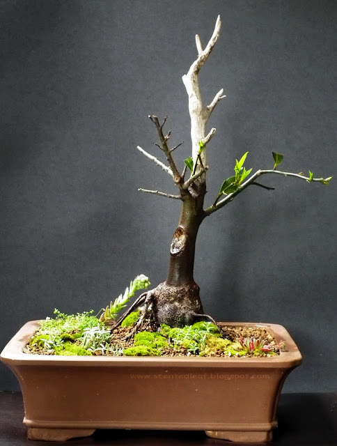  Laurus Nobilis bonsai (Bay Laurel)with jin and uro