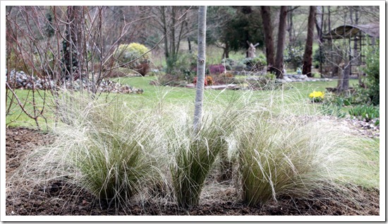 Stipa tenuissima