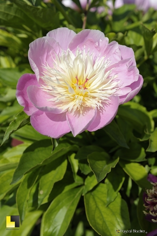 pivoines photo pascal blachier