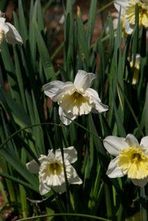 Narcissus sp.