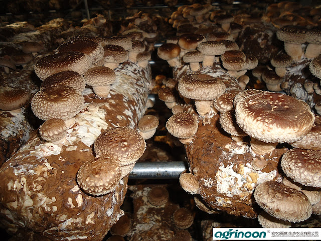 Mushroom logs for sale