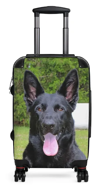 Travel Suitcase With Huge European Solid Black Female German Shepherd Resting On The Grass