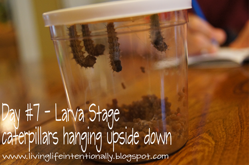 butterfly life cycle day 7 - larva stage