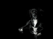 Black Dog Wallpaper Free (black dog desktop wallpaper)