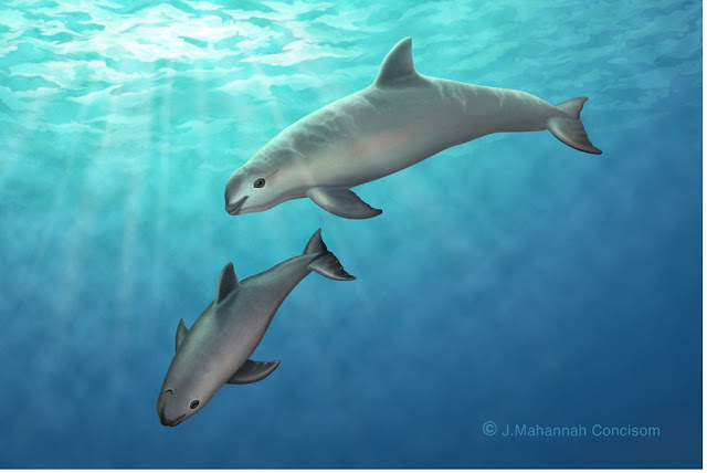 Vaquita is extinct animal