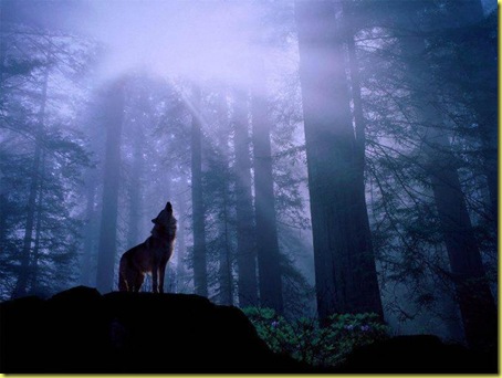 wolfindarkwoods