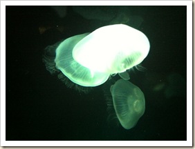 jelly 2