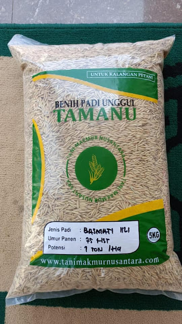 Benih Padi Basmati 1121