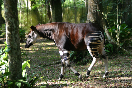 At first sight the okapi may