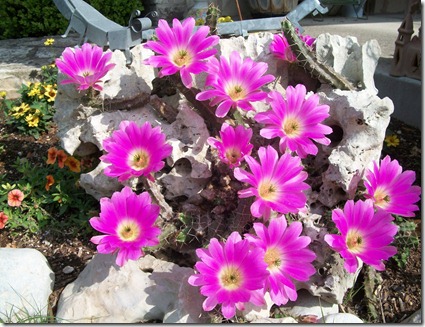 cactus flowers and happy homemaker 001