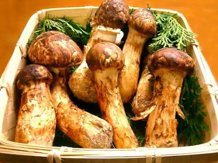 On the list of the most expensive foods in the world is Matsutake Mushroom.