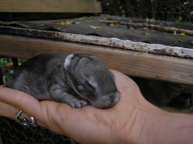 newborn baby bunny american chinchilla