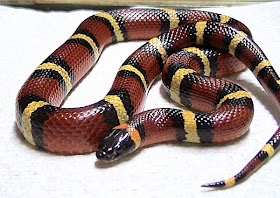 Milk Snakes