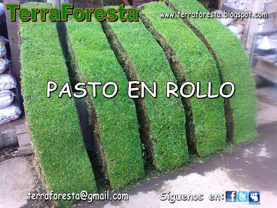 pasto en rollo,pasto,cesped,kikuyo,san agustin,bermuda,pasto de sombra,tierra,tierra negra,tierra lama,tierra de hoja,campos,campos deportivos,canchas,canchas deportivas,canchas de futbol,campos de golf,semillas,jardines,jardines verticales,jardineria,abono,humus,plantas,viveros,reforestaciones,reforestacion urbana, reforestacion forestal,roof gardens,azoteas verdes,arboles,arbustos,setos,palmas,palmeras,peat moss,cactus,frutales,fertilizantes,riego,sistemas de riego,canchas,tezontle,tepojal,tepetate,arena silica,abono de borrego,paisaje,paisajismo,roof gardens,azoteas verdes,fuentes,cascadas,muros llorones,muros verdes,mulch,macetas,maceteria