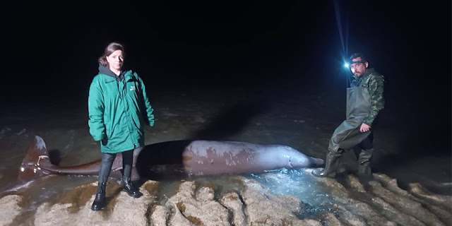 Baby whale found dead on a beach in north Cyprus 