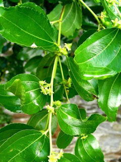 disunnahkan (memandikan) Mayit dengan (dicampur) daun pohon widara atau sabun.