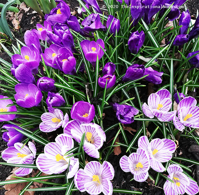 Crocuses