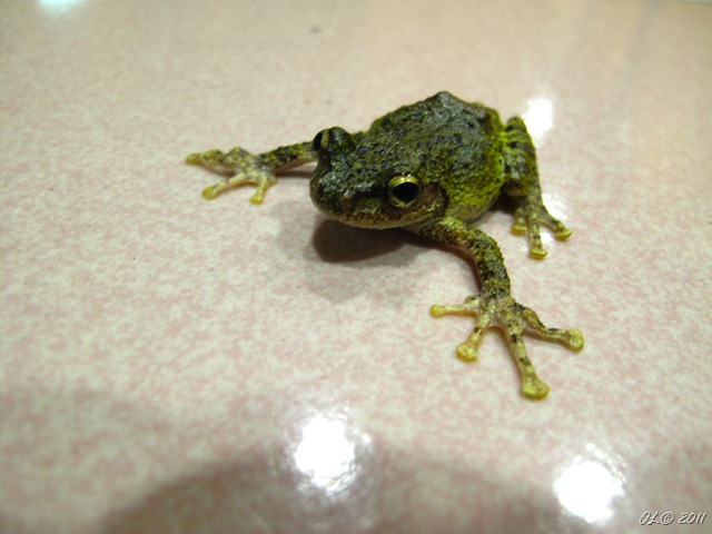 IMG_0375 IMG_0375