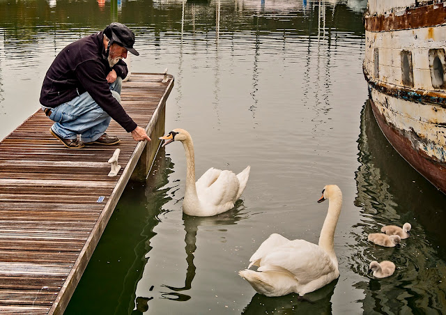 Photo of the Swan Man with the swans at Maryport Marina