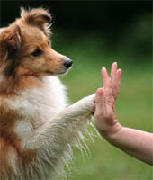 how to Communicate With Dog, how to Communicate With Dogs, Communicating With Dog, Communicating With Dogs, dog communication, dog communication, dog training dog, dog training dogs, how to train your dog, dog training tips