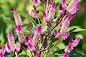 Celosia plant - Woolflowers care and culture