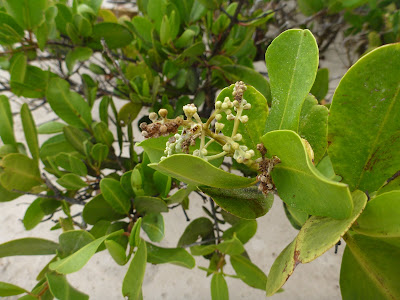 Laguncularia racemosa – White Mangrove, Puerto Villamil, Isabela Island, Galápagos