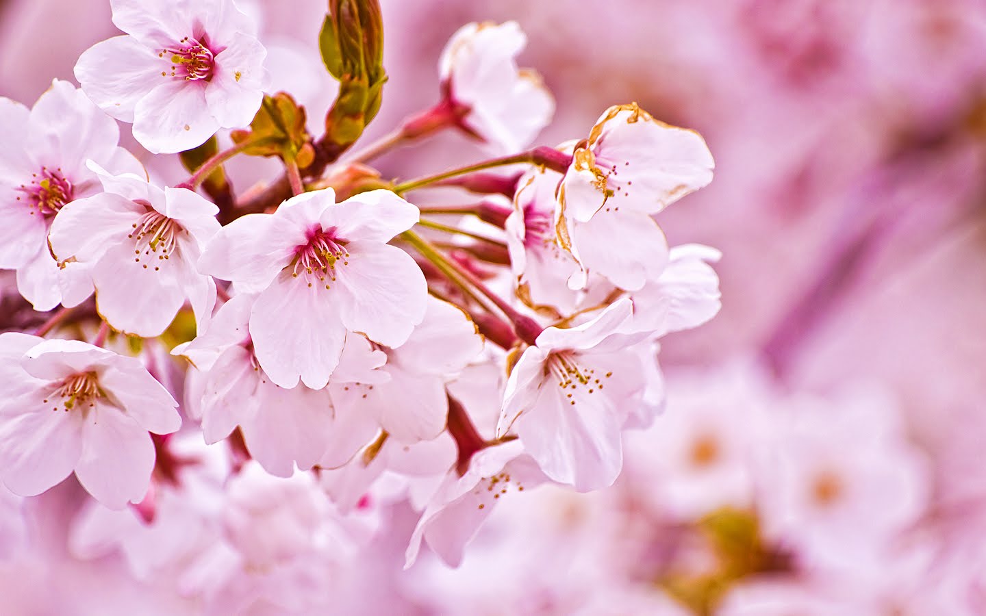 The cherry blossom sakura is