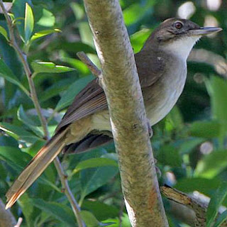 bul bul terrestre Phyllastrephus terrestris