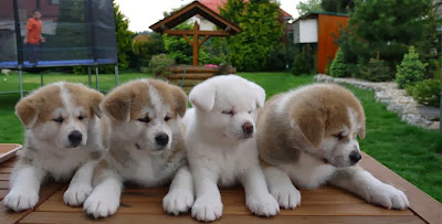 Cute-Akita-Puppies-image