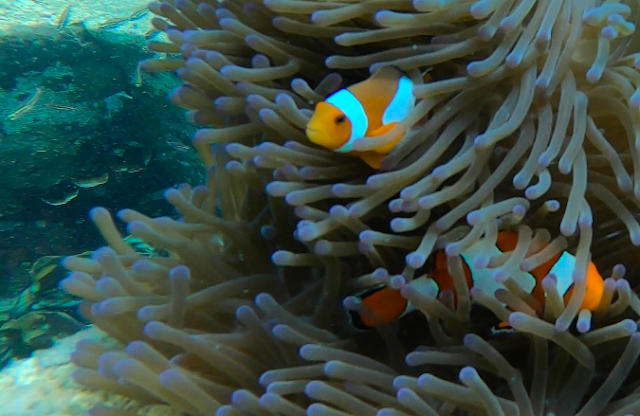 Nemo at Tanjung Putus Island, Lampung, Indonesia