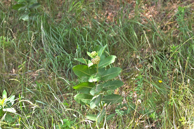 common milkweed starting to flower